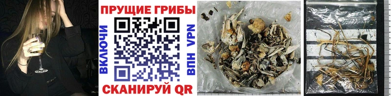 Купить где  Лиски  Галлюциногенные грибы Cubensis 